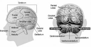 front-and-back-of-brain