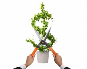 cuttingusdollarplant