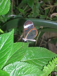 Introvert-Transparent-Butterfly