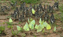 introvert-social-butterflies